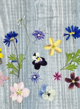 聪明谷手工教室干花真花