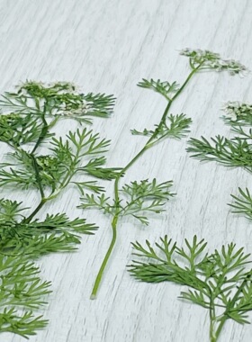 花未落INS风森系干花压花