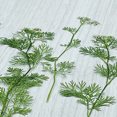 花未落INS风森系干花压花