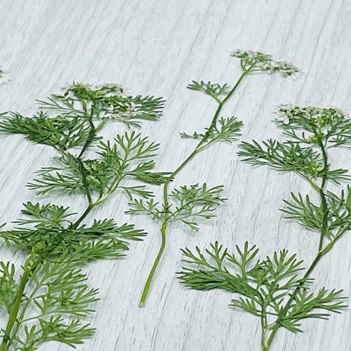 花未落INS风森系干花压花