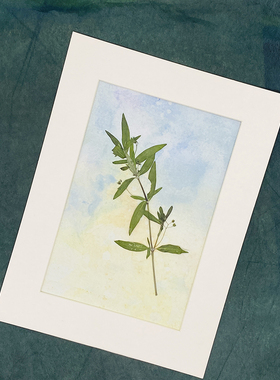 花未落ins风森系干花压花