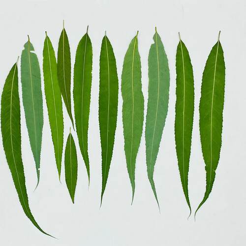 聪明谷手工教室ins风压花资材