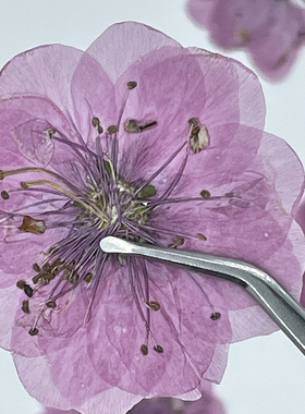 本色紫色樱花干花押花包儿童手工植物标本手作滴胶创意压花贴画花