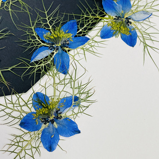 压花台灯花材押花团扇资材黑种草 pressed flowers幹花押し花真花