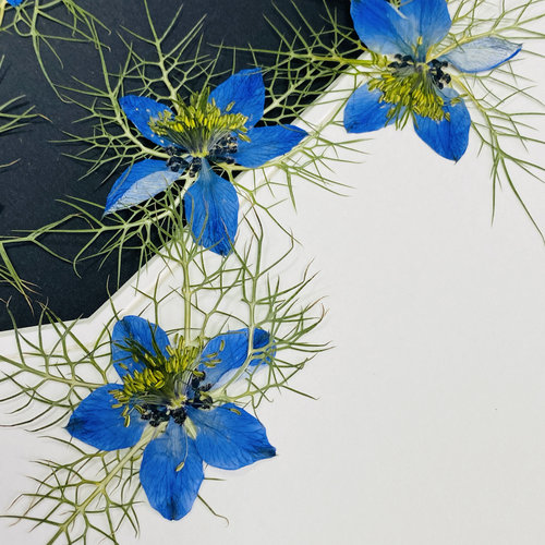 聪明谷手工教室干花黑种草真花