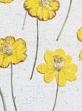 手工创意小清新押花资材正压黄色硫华菊滴胶干花贴画花瓣植物标本