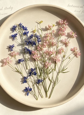 花未落小花飞燕草干花押花 INS风森系压花真花滴胶花伴礼书签材料