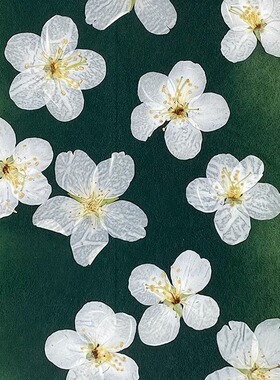 INS风森系唯美小清新创意正压白色海棠花朵