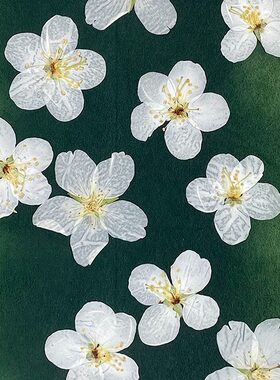 花伴礼INS风森系干花压