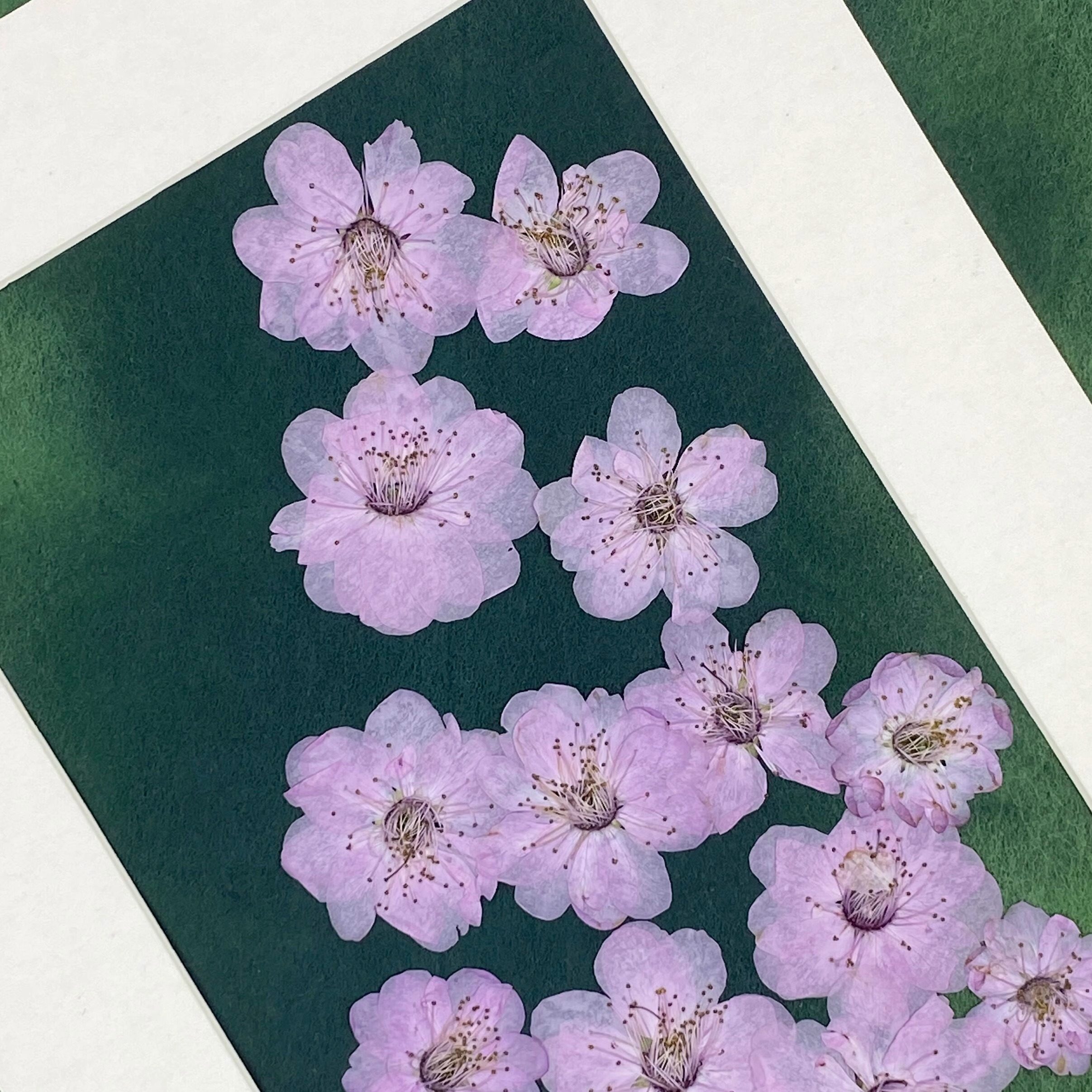 ins风森系唯美小清新创意正压美人梅花朵梅花