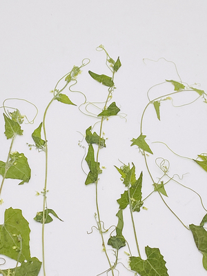 花未落ins风森系干花压花