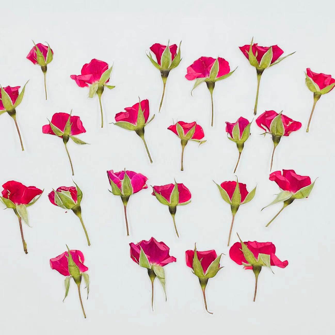 侧压小玫瑰创意压花干花儿童手工植物标本滴胶押花真花贴画花瓣妆