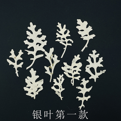 花未落INS风森系干花压花