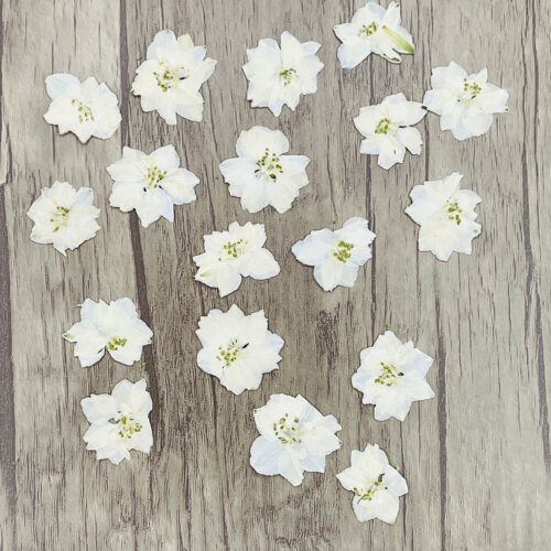 花未落INS风森系干花压花