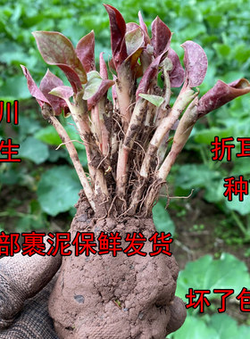 折耳根鱼腥草现挖根连叶种苗种根