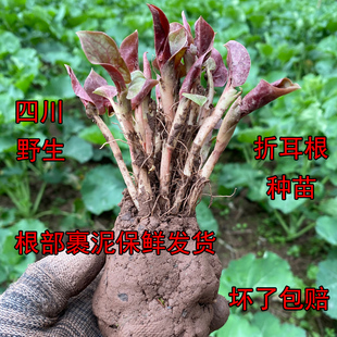 鱼腥草种苗正宗四川折耳根种子可食用新鲜盆栽种植苗种籽四季种根