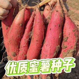 山东烟薯25号薯种育苗红薯苗种正宗蜜薯种子红心地瓜种黄心番薯种