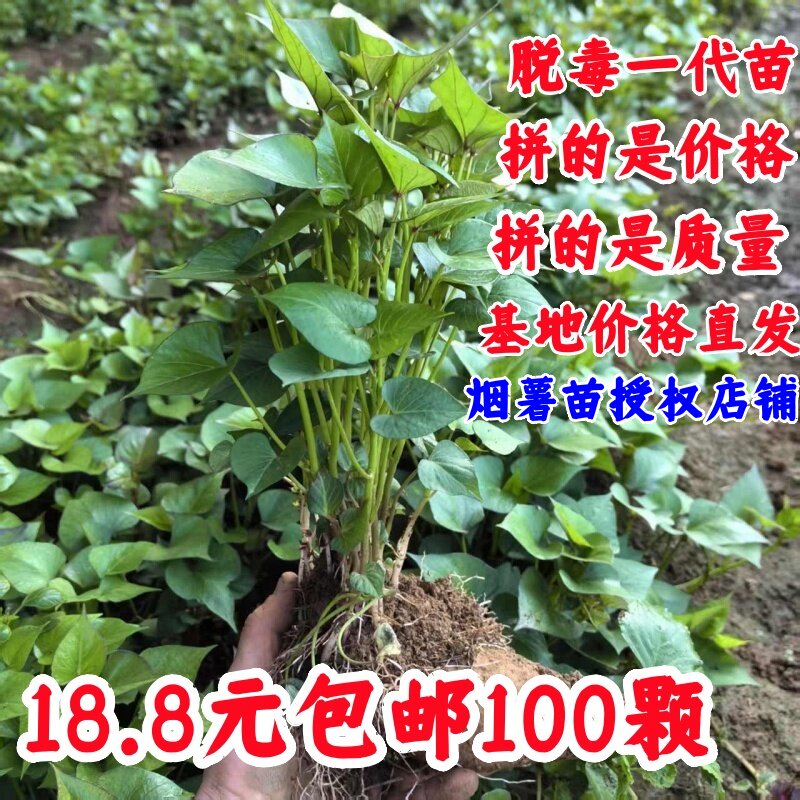 山东烟薯25号苗红薯苗地瓜苗西瓜红薯苗红瑶薯苗红薯秧苗板栗薯苗