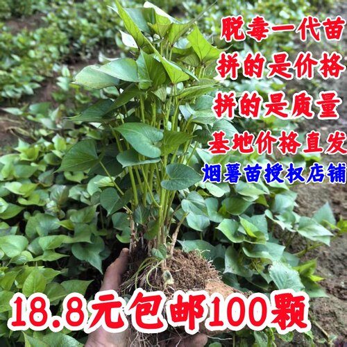 山东烟薯25号苗红薯苗地瓜苗西瓜红薯苗红瑶薯苗红薯秧苗板栗薯苗