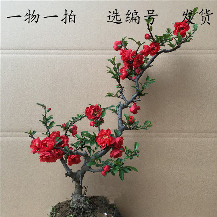 梅花盆景树桩梅花海棠腊梅盆景红桌面绿植