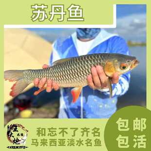苏丹鱼帝王鱼皇帝鱼马来西亚忘不了名鱼稀有进口大型非吉罗观赏鱼