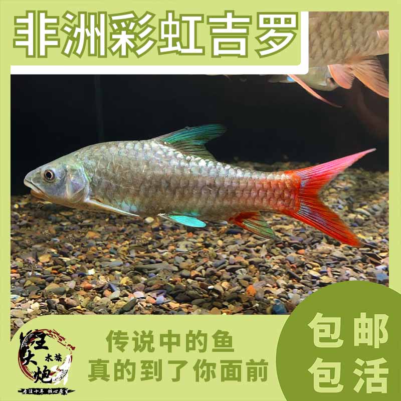 非洲彩虹吉罗 杀马特彩虹吉罗鱼 新品稀有吉罗进口原生鱼活体包邮