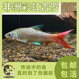 非洲彩虹吉罗 杀马特彩虹吉罗鱼 新品稀有吉罗进口原生鱼活体包邮