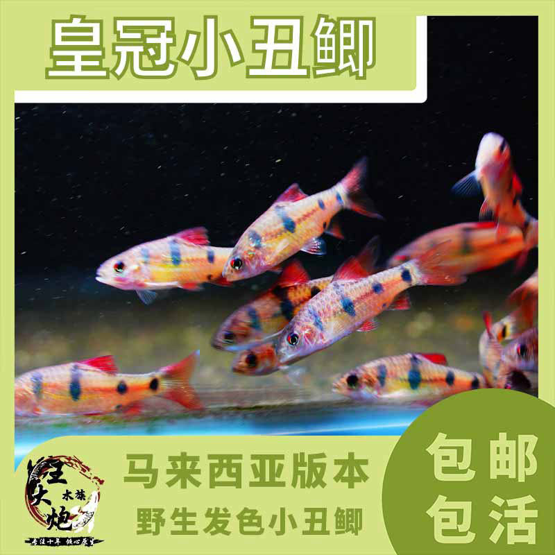 马来西亚皇冠小丑鲫原生广温小型观赏鱼
