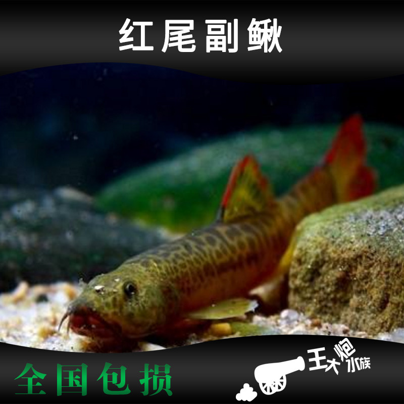 红尾副鳅 红尾沙鳅 红尾泥鳅 活体 冷水鱼 原生观赏鱼 冷水清道夫