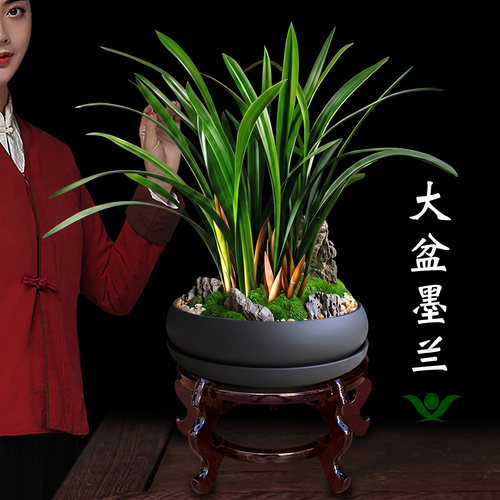 高端墨兰盆栽禅意好养客厅绿植
