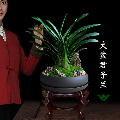 君子兰盆景客厅办公桌面绿植好养