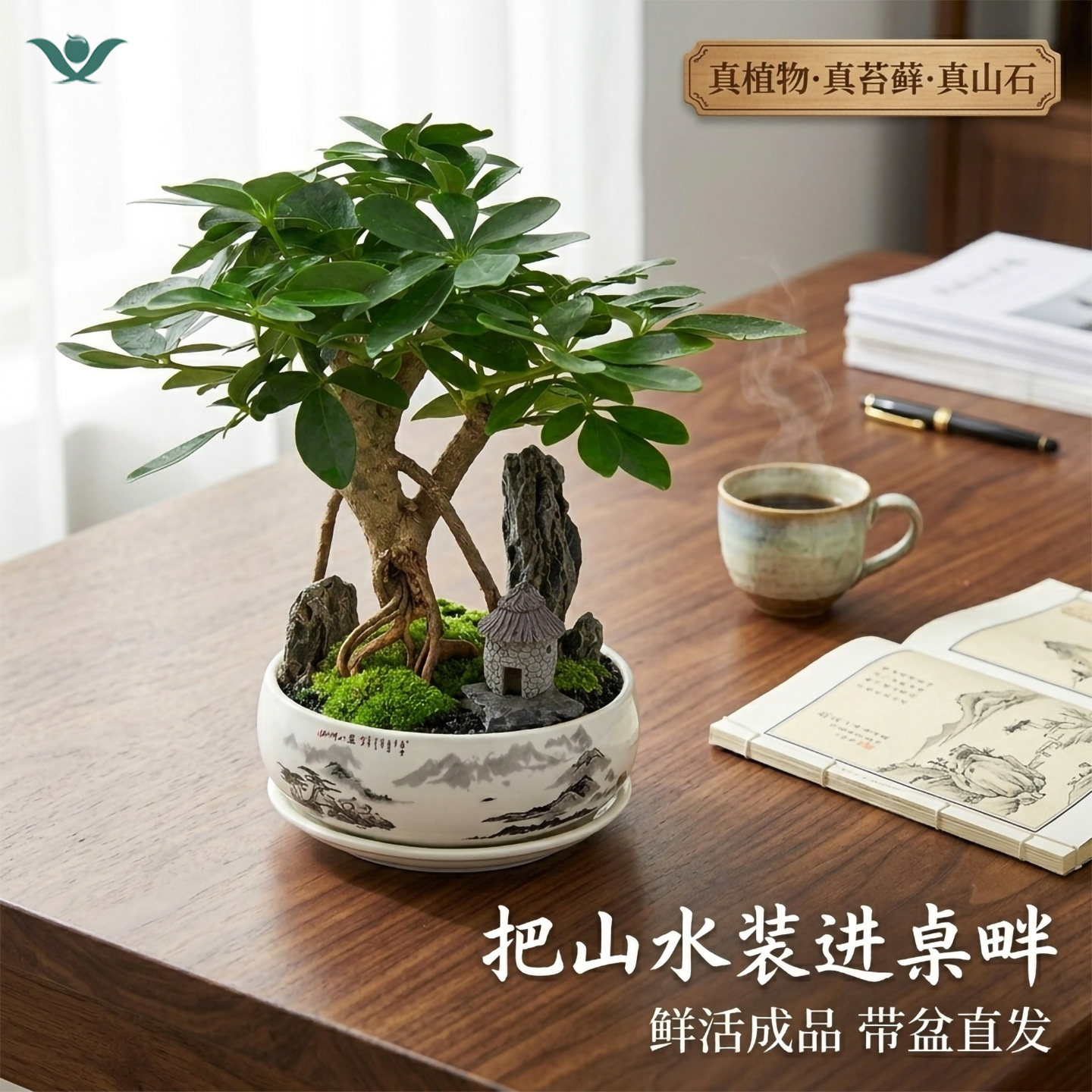 七叶莲桌面盆栽招财好养图片