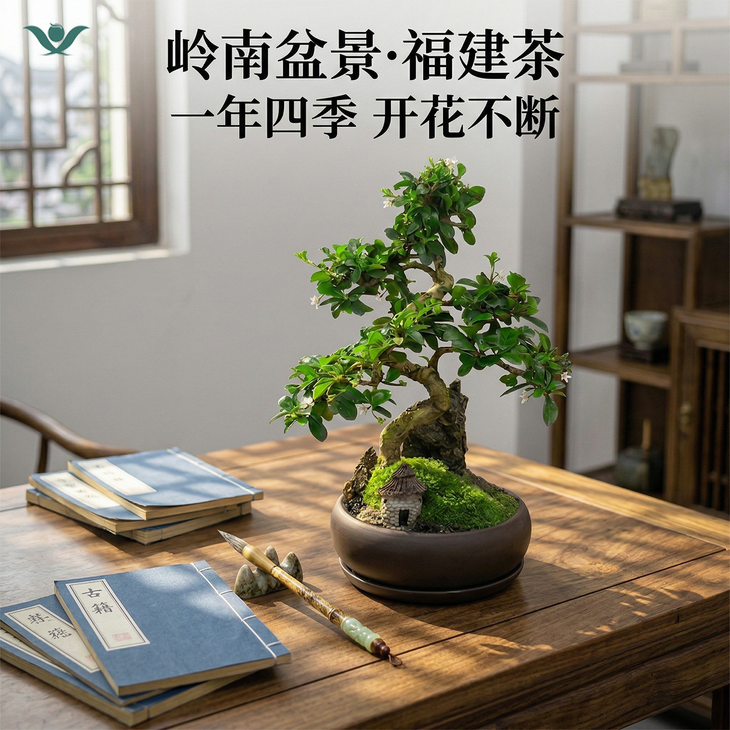 禅意福建茶老桩盆景好养四季开花