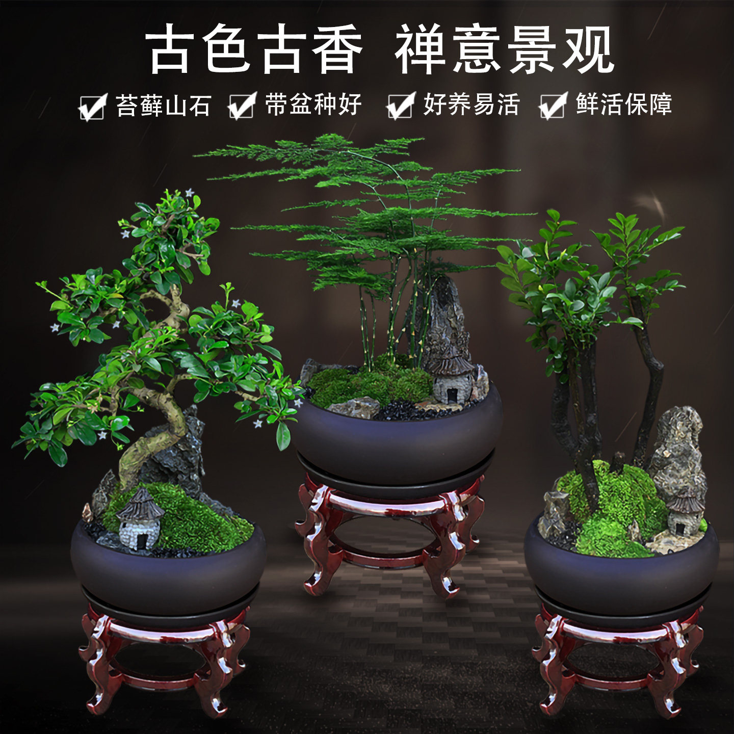 绿植室内盆栽办公室桌面花卉文竹植物发财树客厅紫檀黄杨造型盆景