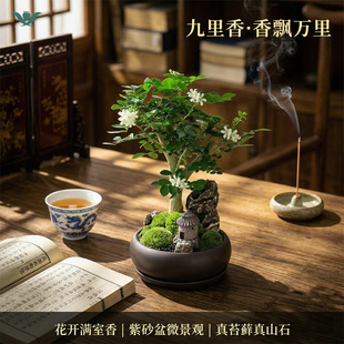 九里香盆栽清香驱蚊绿植客厅办公室内阳台好养花卉多年生树桩盆景