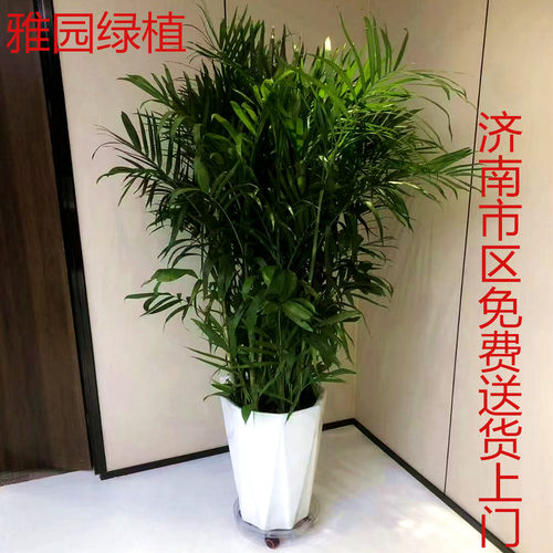 雅园绿植夏威夷椰子树室内盆栽