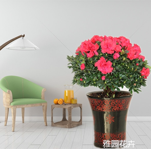 雅园花卉【杜鹃】年宵花卉济南市区满120元免费送货