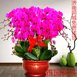 济南雅园花卉【蝴蝶兰】开业乔迁送礼济南市区满120元免费送货