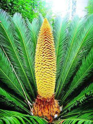 铁树花新鲜晒干 苏铁公母花 雌雄花湖南农村