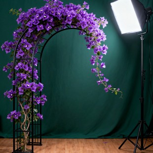 三角梅爬藤植物勤花树苗安格斯云南紫盆栽地栽庭院做拱门，做院墙