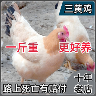 半斤一斤纯种清远三黄鸡母鸡脱温半大小鸡湘黄土鸡活苗包活小鸡苗