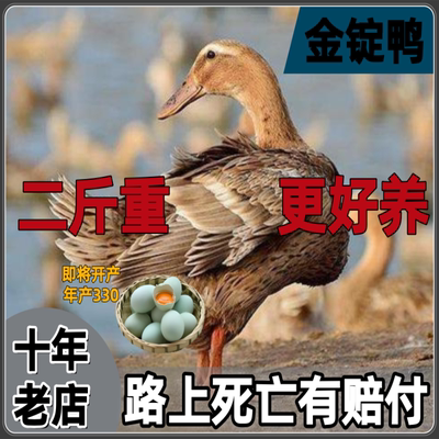 正宗二斤鸭子金锭鸭活苗金锭鸭下蛋蛋鸭苗观赏鸭苗活体青年鸭子