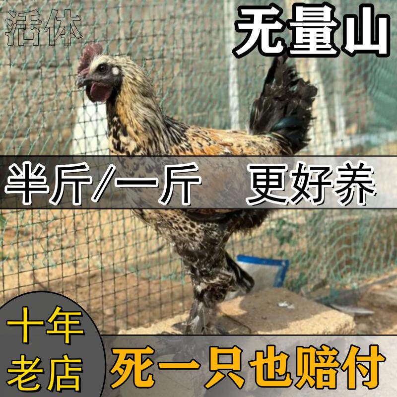 正宗云南无量山乌骨鸡半大脱温鸡苗彝族毛脚高脚大型乌鸡土鸡活鸡