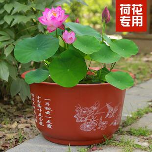 塑料无孔荷花盆加厚仿陶瓷碗莲藕花盆荷花水培绿植睡莲大号专用盆