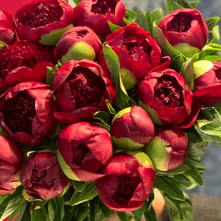 3月4月5月6月沙拉红色魅力落日珊瑚芍药 芍药重瓣牡丹鲜花插花