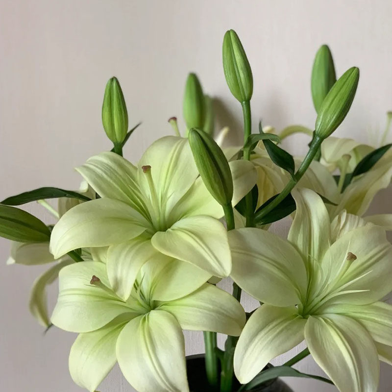 春节童年百合绿色公主无香亚白合鲜花家庭酒店婚礼花艺朋友插花