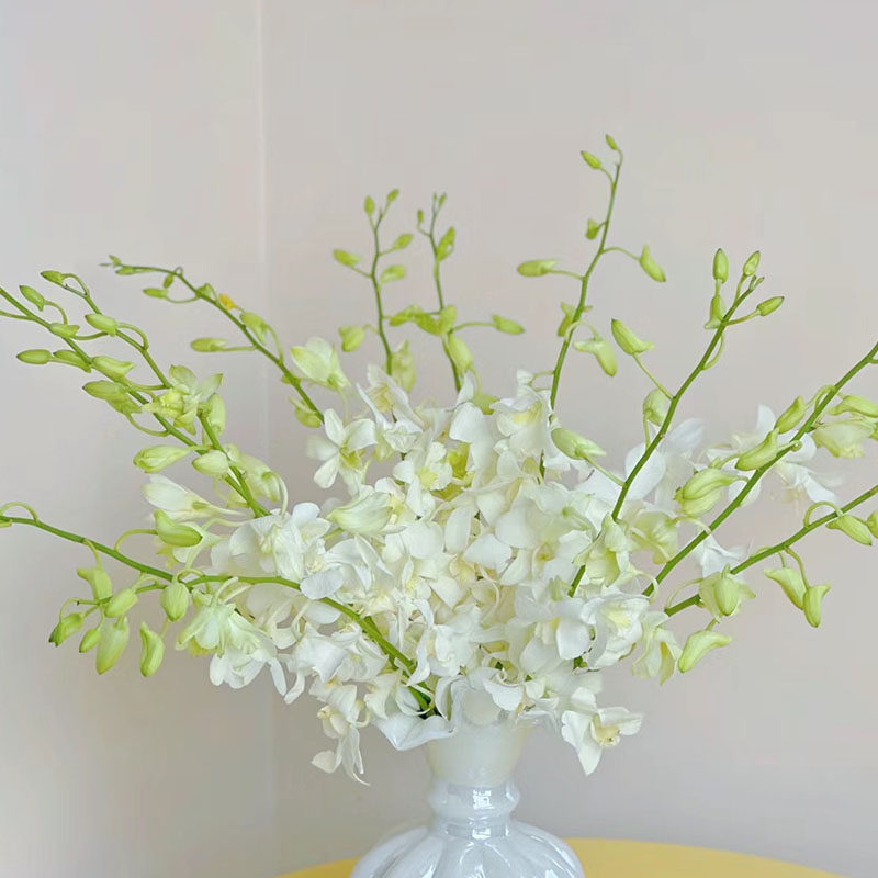 进口泰国白色洋兰鲜花千代兰鲜切花云南直发办公家居插花顺丰发货