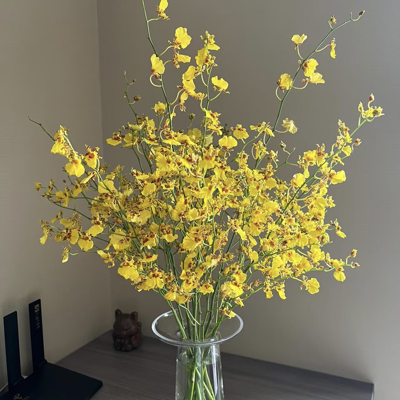 Yoyo花花世界　高端小众 跳舞兰鲜切花　大花惠兰鲜花花期长插花