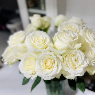 白月光-----骄傲白玫瑰鲜花家庭花艺插花酒店办公插花