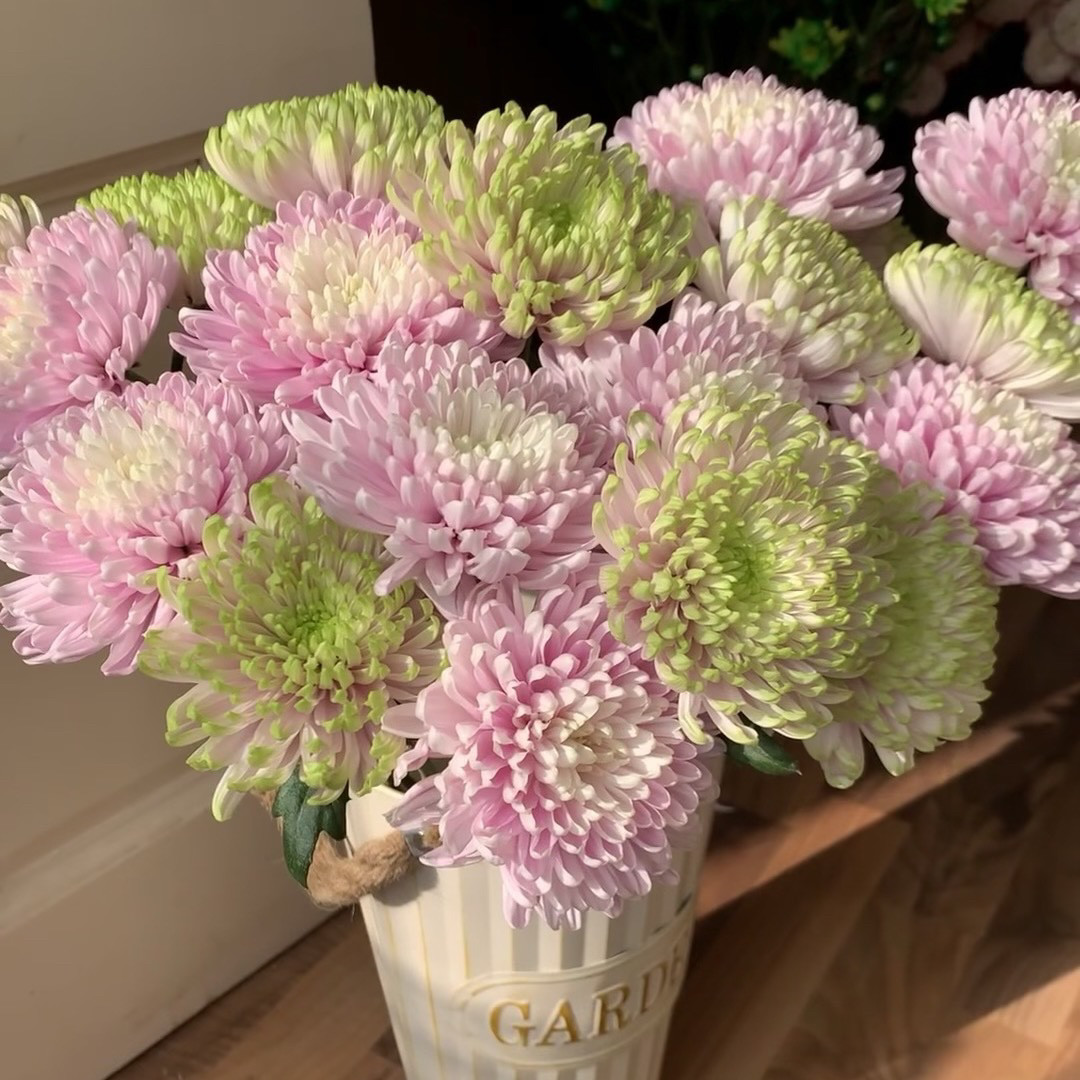 a级安娜菊面包菊烟花菊十枝花期超长室内水养瓶插鲜花顺丰发货